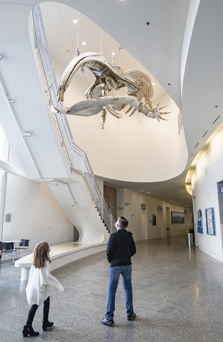 Two people look at a whale skeleton in the museum