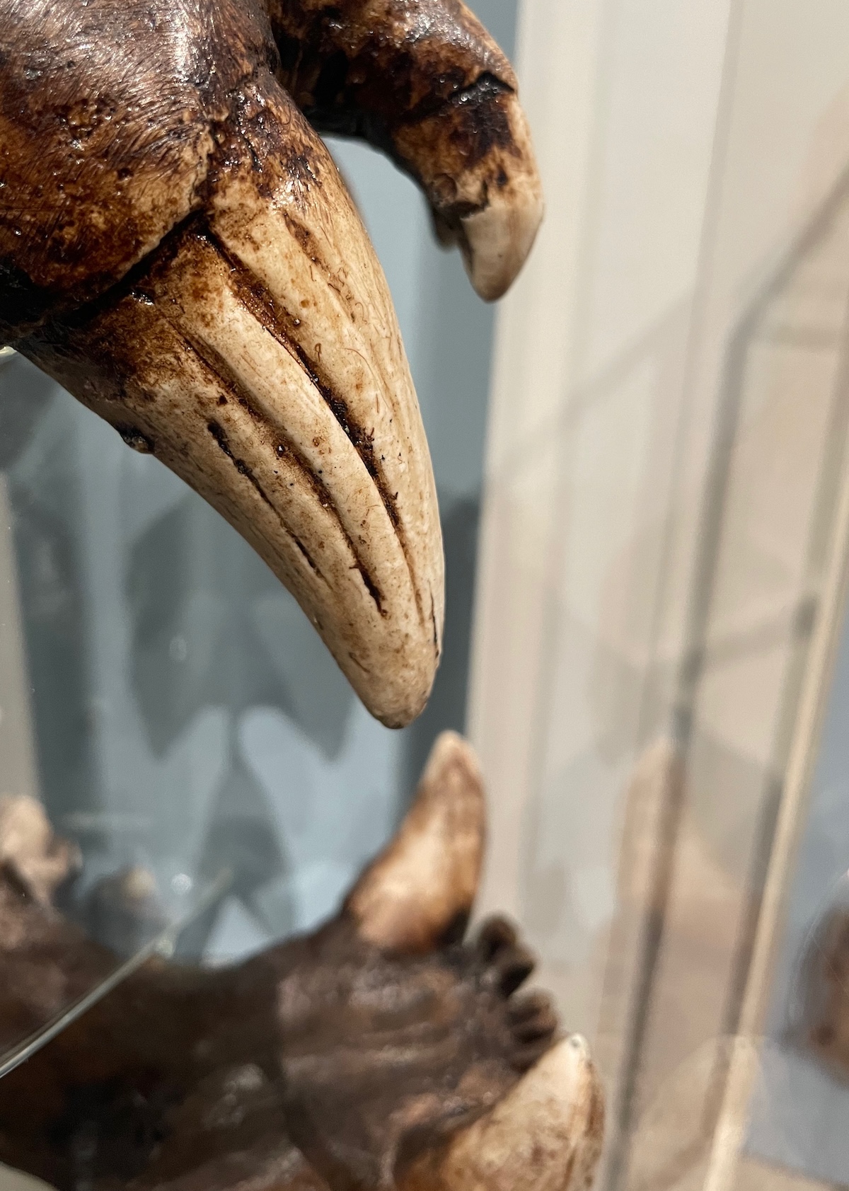 A large white fang, streaked with brown, protrudes from a brown skull.