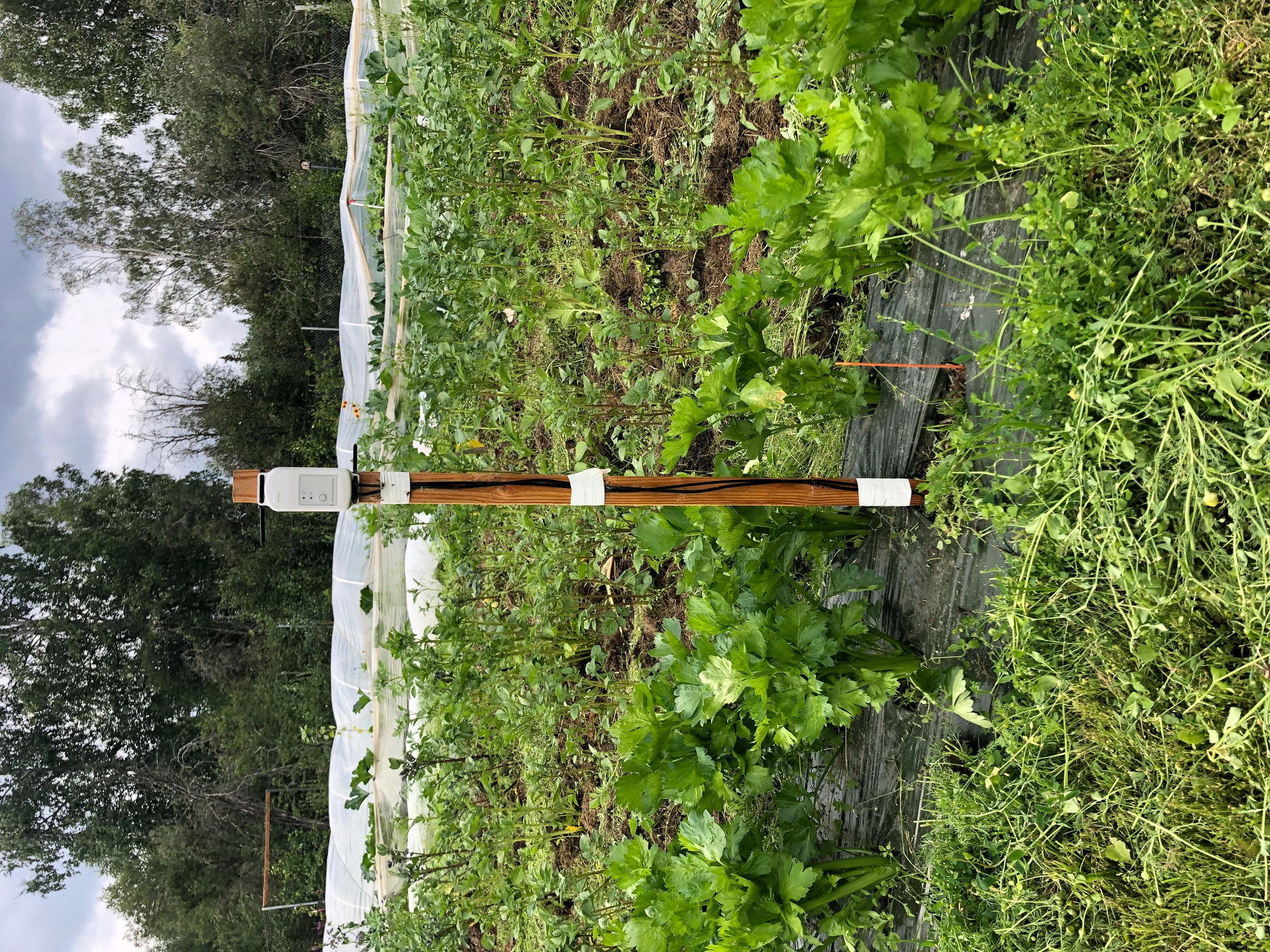 A sensor that measures soil moisture and temperatures is installed in a row with celery crops at a farm with ice-rich permafrost in the Fairbanks area. 