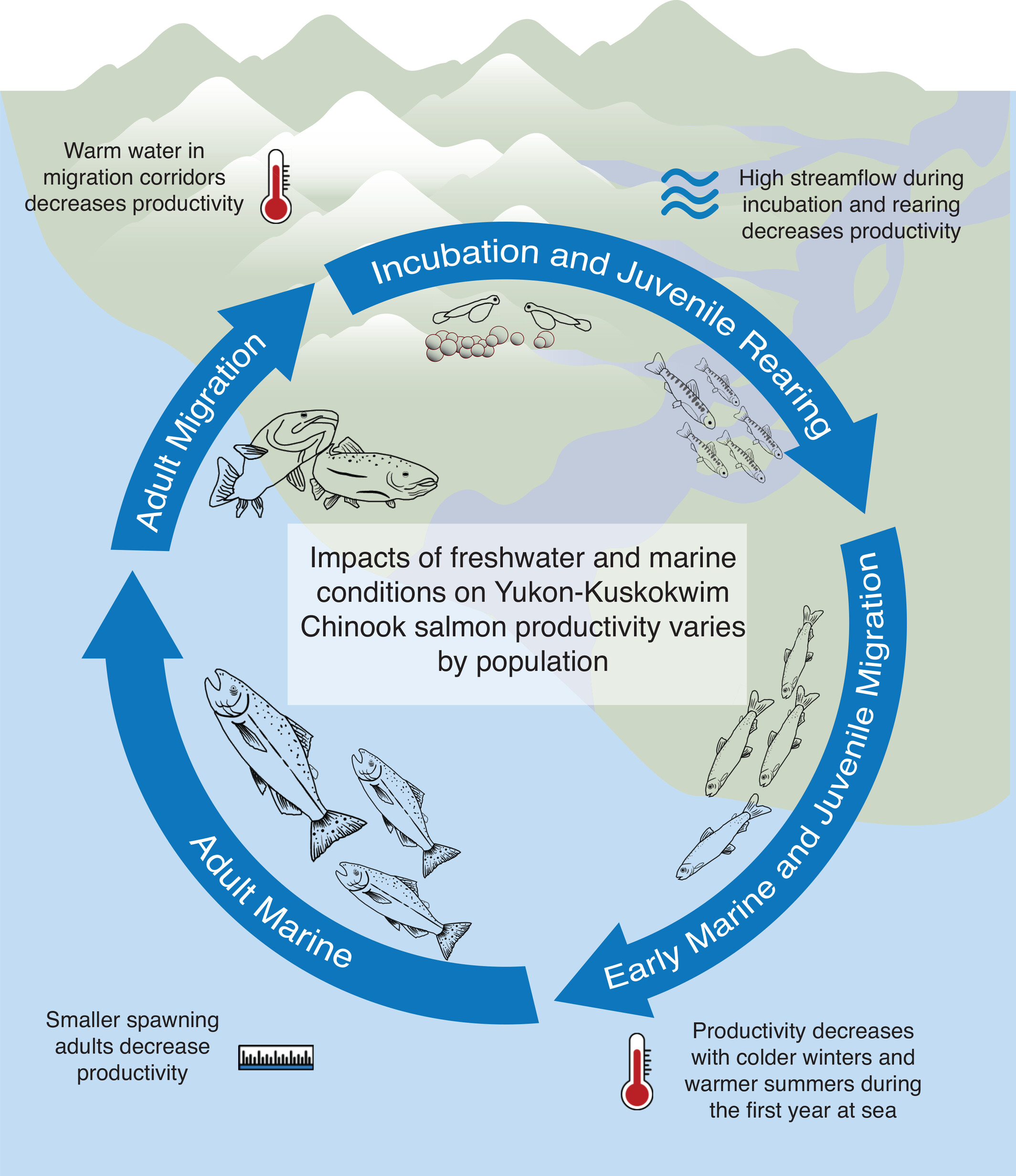 This graphic illustrates challenges in a typical life cycle for king salmon in the Yukon and Kuskokwim river watersheds.