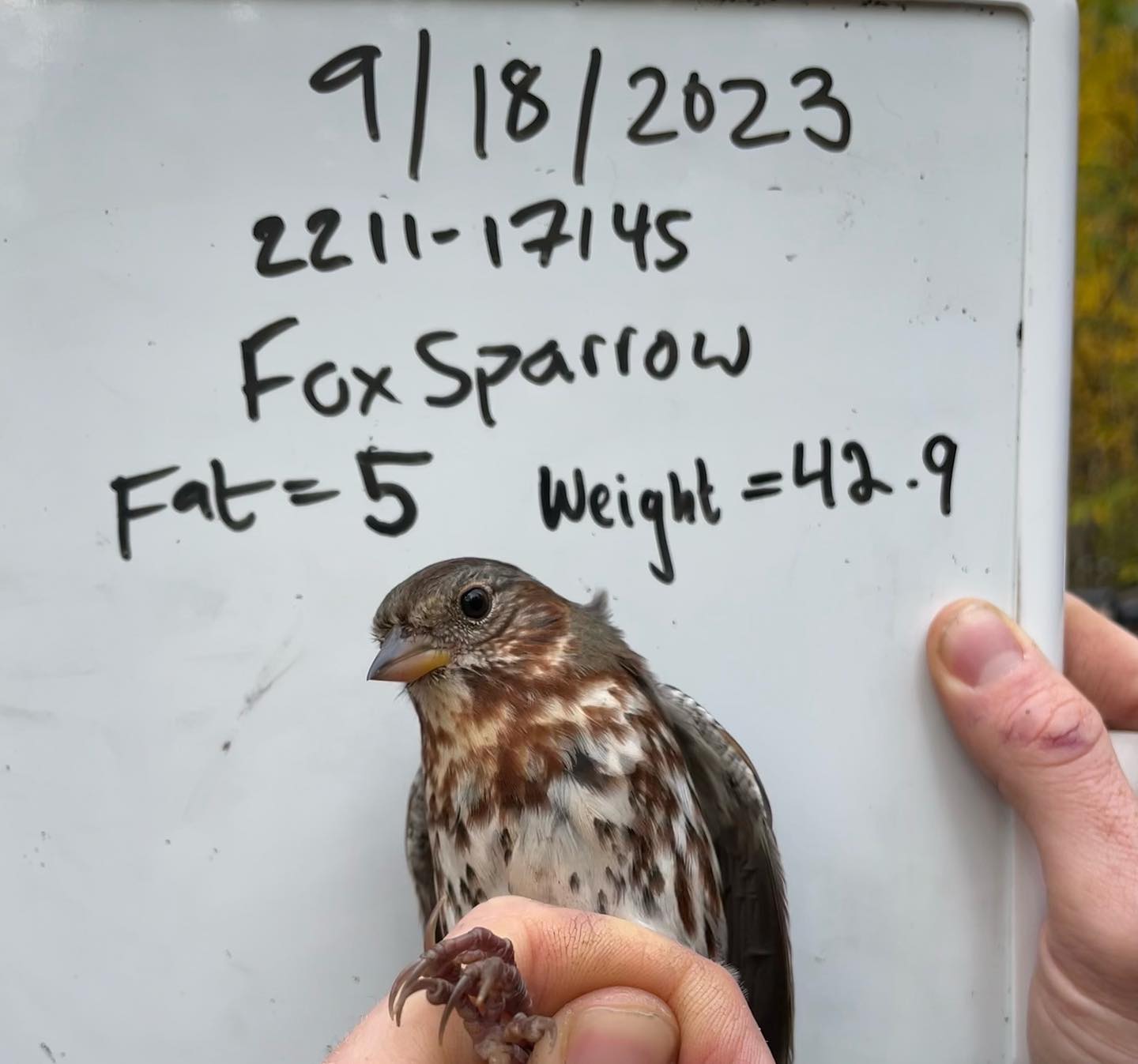 A brown and white bird sits on a person's hand. In the background, data about the bird is written on a whiteboard.