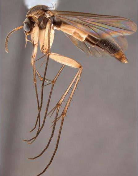 A brown, mosquito-like insect with long legs lies on its side.