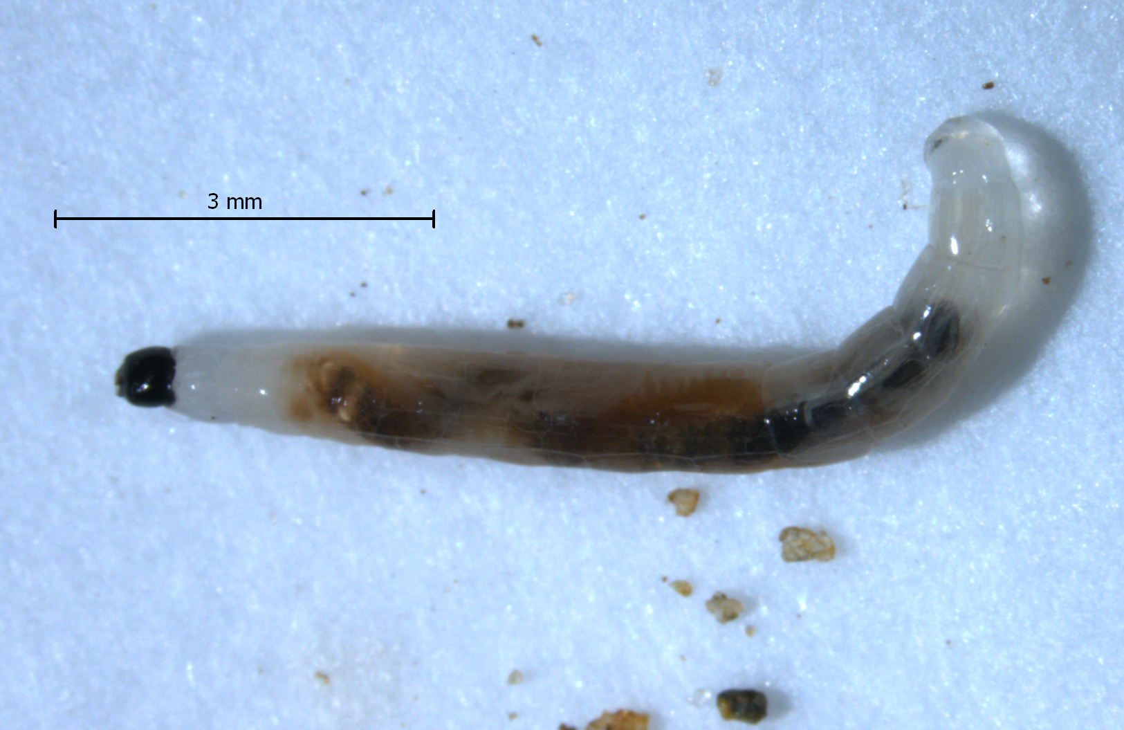 A segmented, worm-like fly larva sits on a white background. The exterior of the larva is translucent, revealing darker internal organs. The head is black. A 3 millimeter mark on the photograph indicates the larva is about 8 mm long.