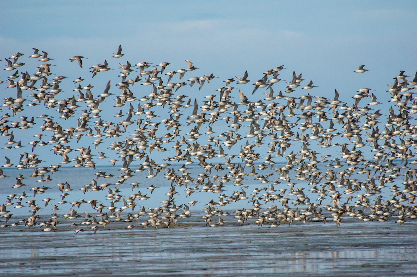 A flock of bar-tailed godwits flies above a sand shoal near Cape Avinof near the mouth of the Kuskokwim River. 