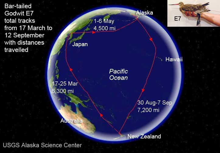 A map of the Pacific Ocean region shows the route of a godwit dubbed E7 in 2017.