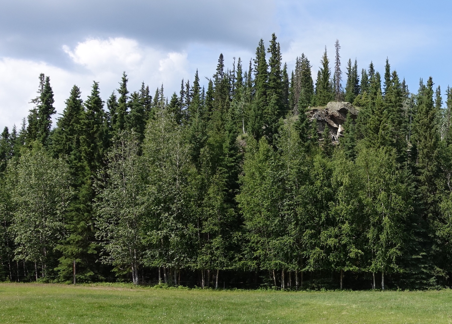 A rock crag pokes up between spruce trees at the top of a small hill above a hayfield.