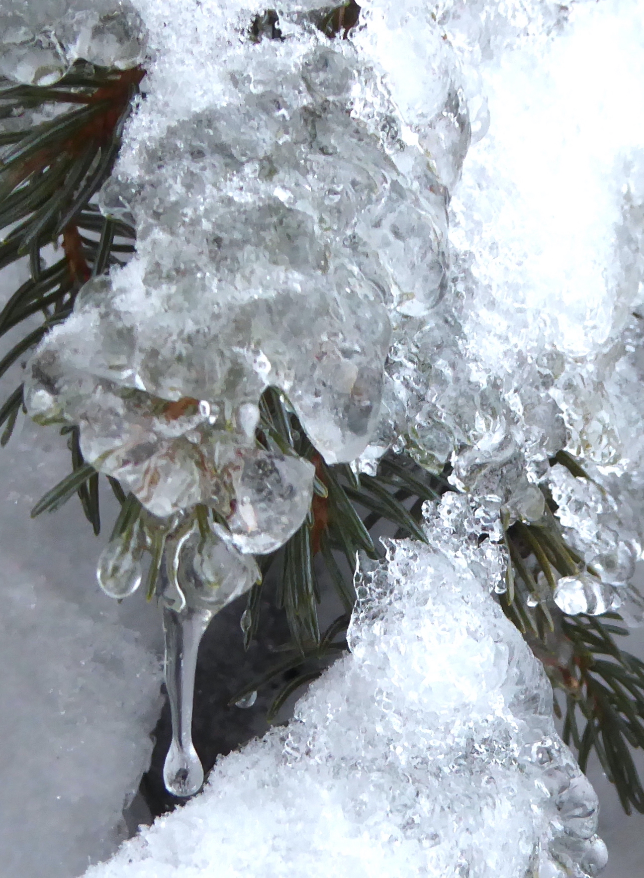 Ice and snow hang from a branch covered in spruce needles.