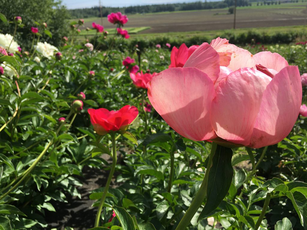Peonies blooming at the Georgeson Botanical Garden