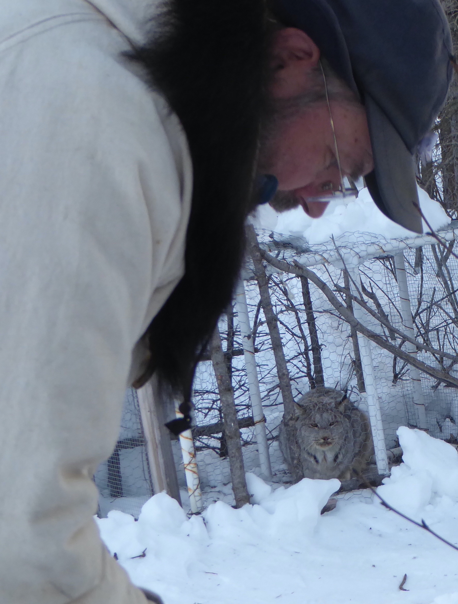 A lynx crouches in a chicken-wire cage set on snow while a man in the foreground leans over.