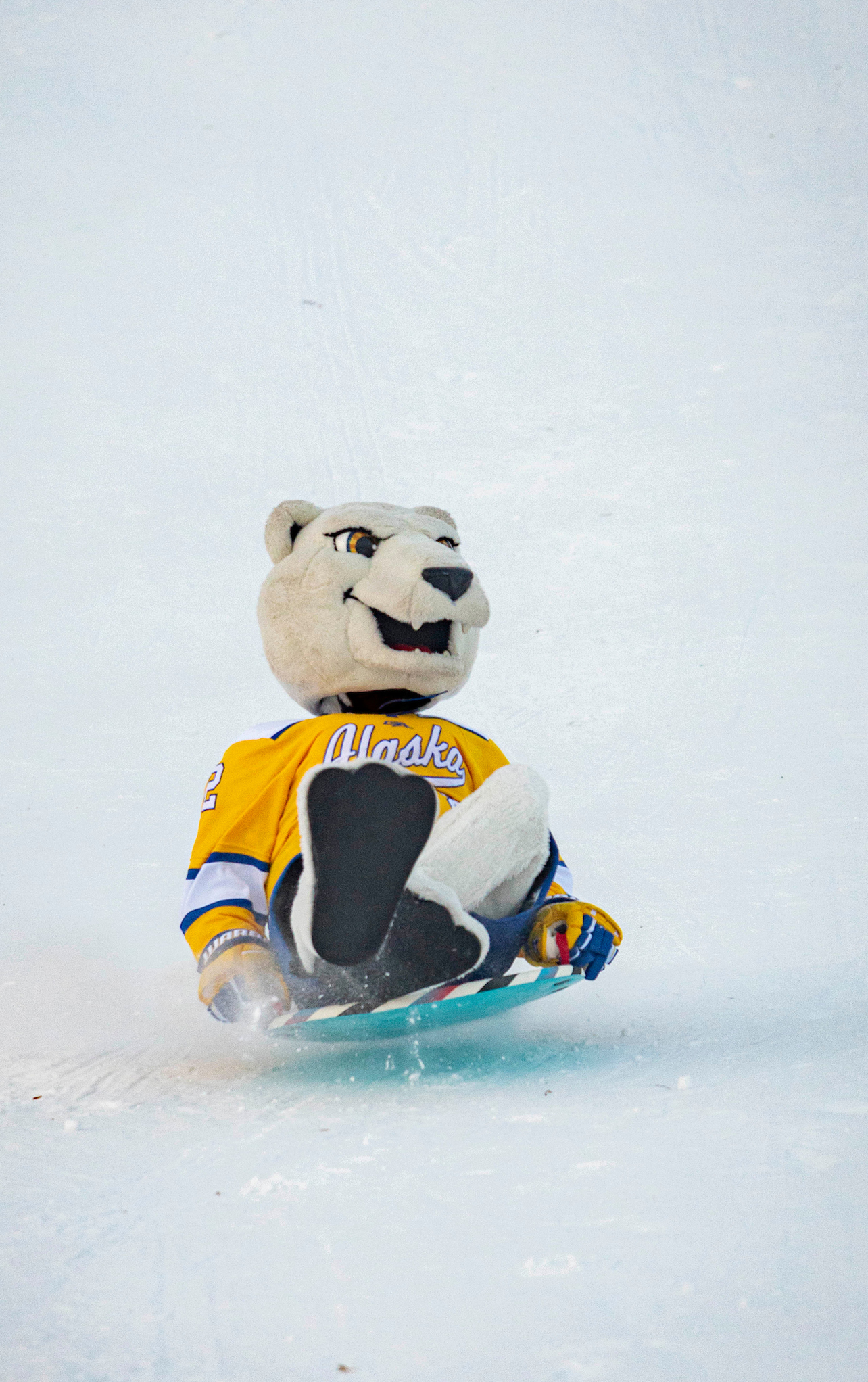 Nook, the UAF polar bear mascot, catches air while sledding down a hill.