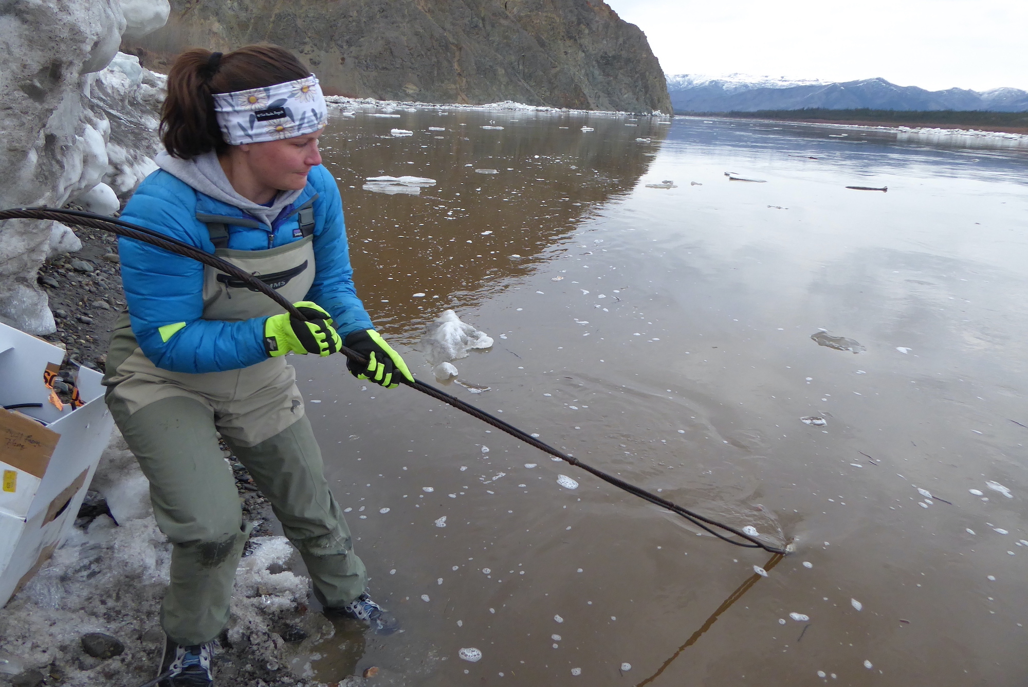 A woman in chest waders pulls a cable from silty river, where chunks of ice float by. In the background are riverbank cliffs and, in the distance, snow-capped mountains.