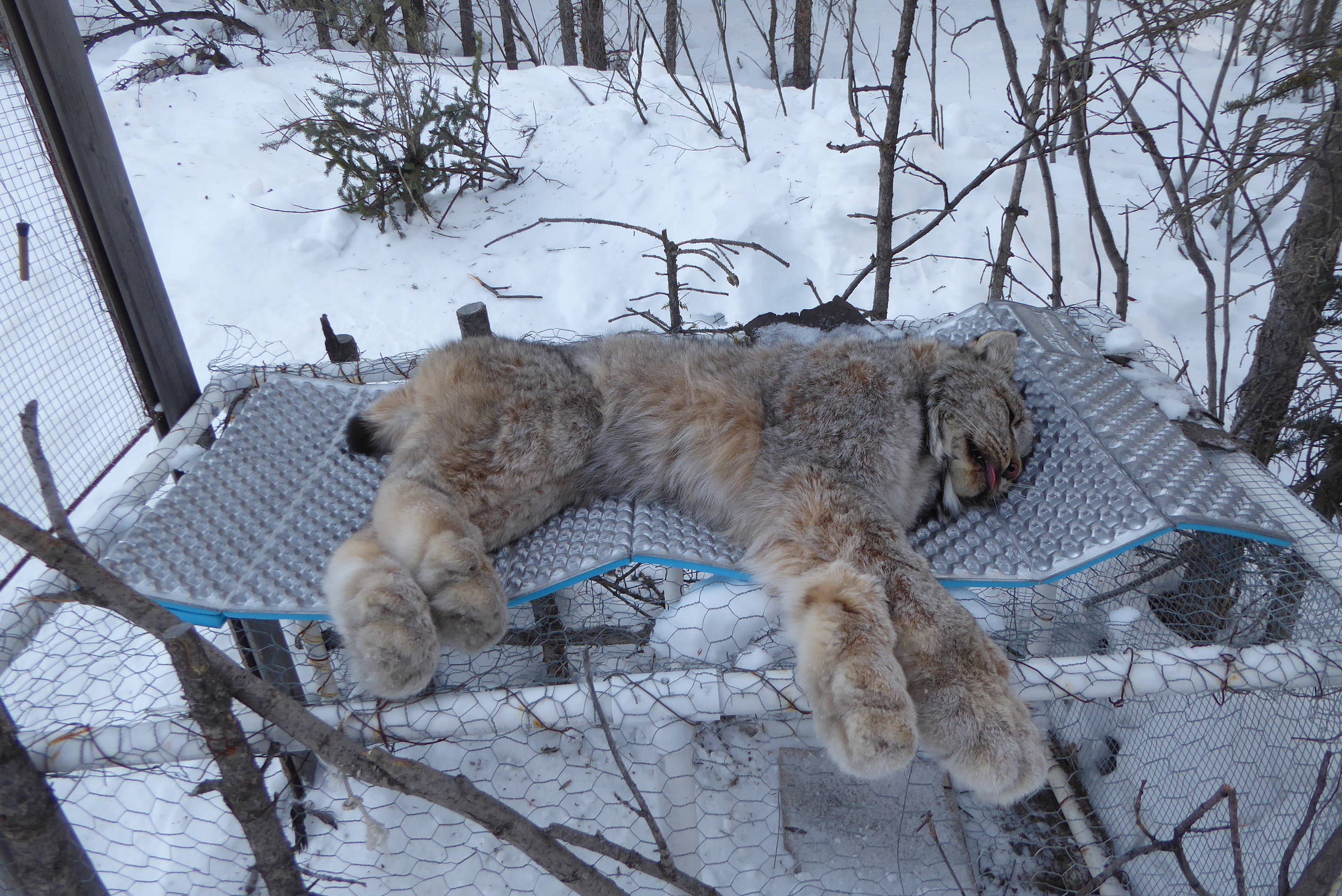 A lynx lies upon a camping-style foam pad on top of a chicken-wire cage in the snow.