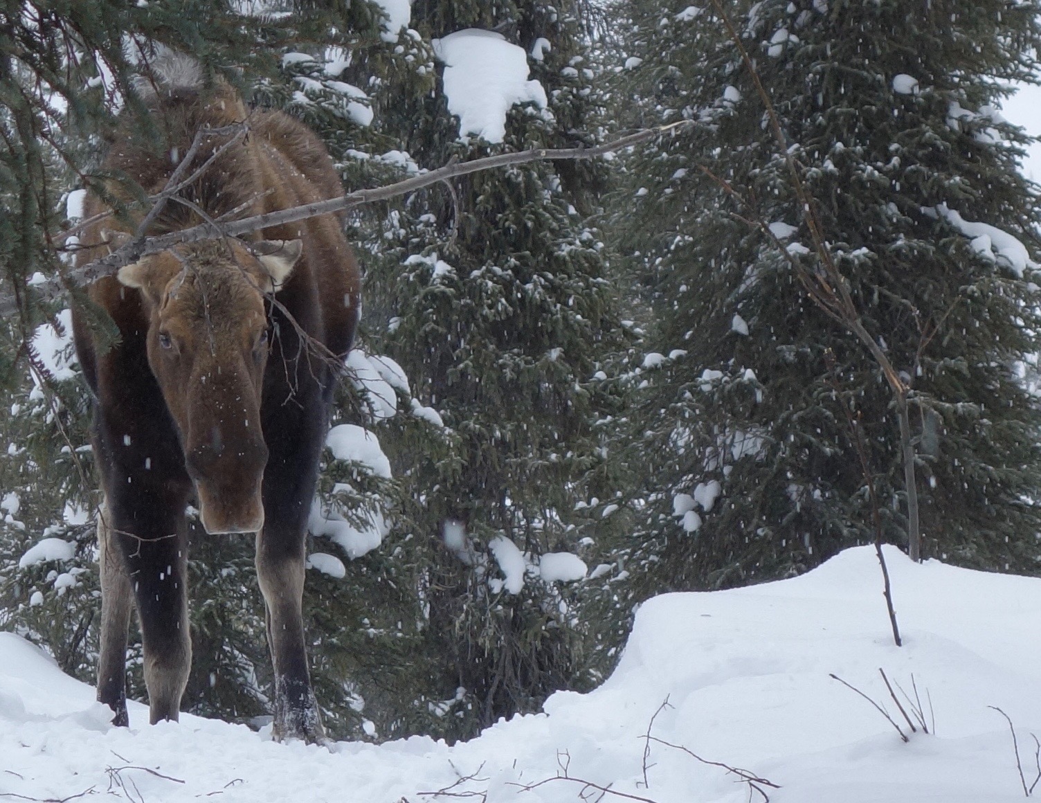 A cow moose lowers its head and holds back its ears while standing on a snowy trail surrounded by spruce trees.