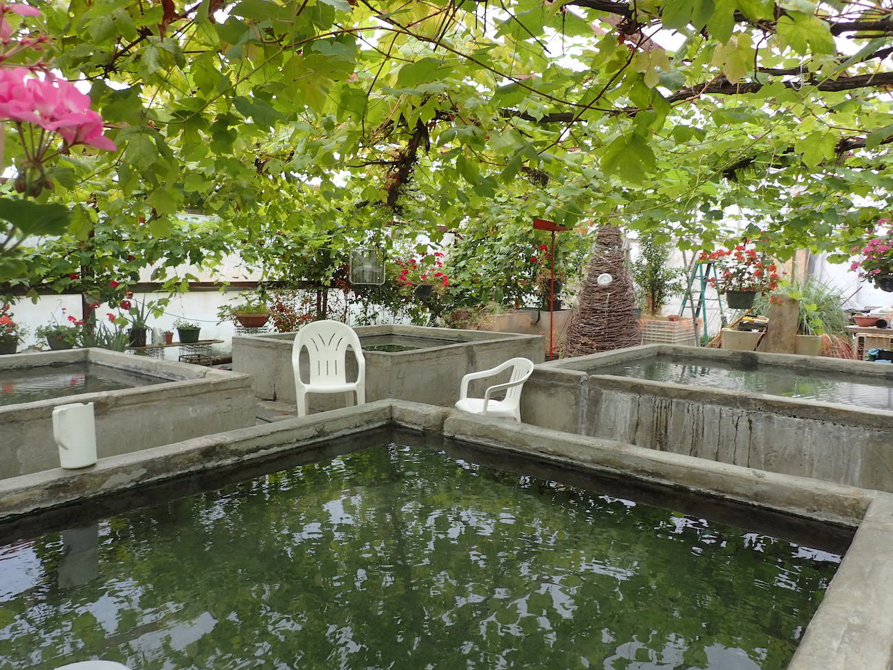 Water fills concrete pools below vines growing on a greenhouse ceiling.