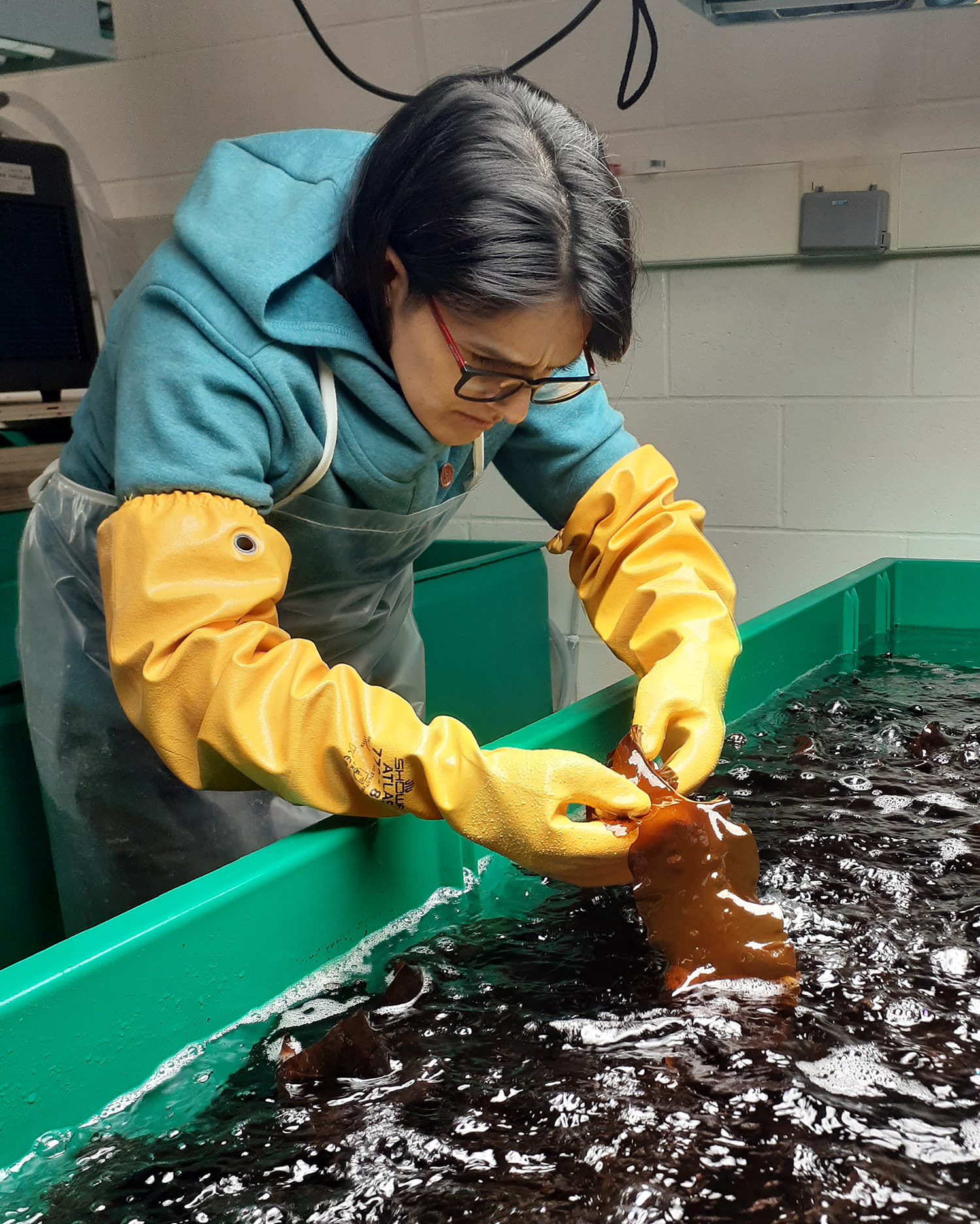 Schery Umanzor looks for fertile sugar kelp