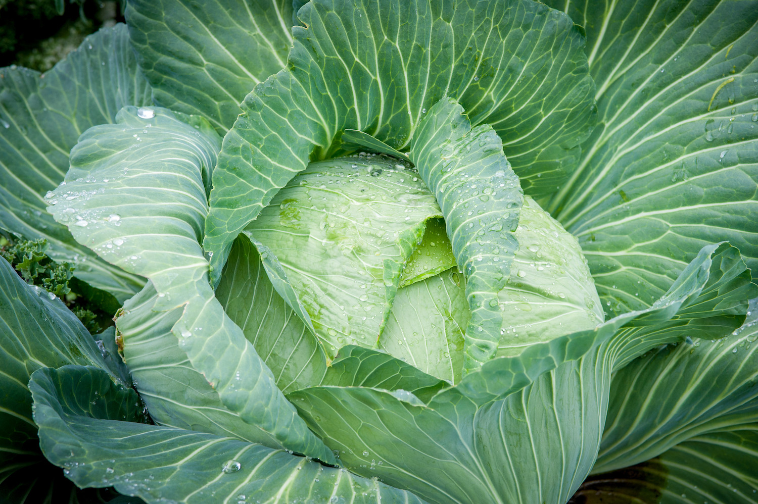 A cabbage with drops of water on its surface fills the photo frame.