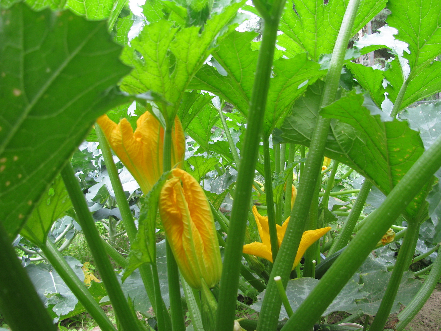 Green zucchini stalks and leaves, and yellow flowers, fill the photo frame.