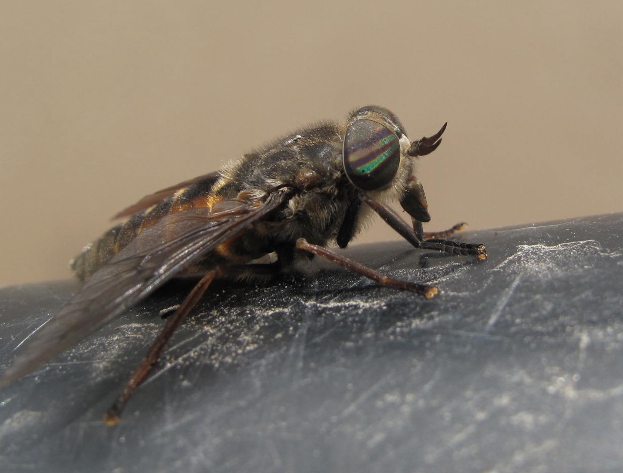 A fly with iridescent eyes and a body covered with orange, brown and black fuzzy hairs rests on a piece of black plastic.