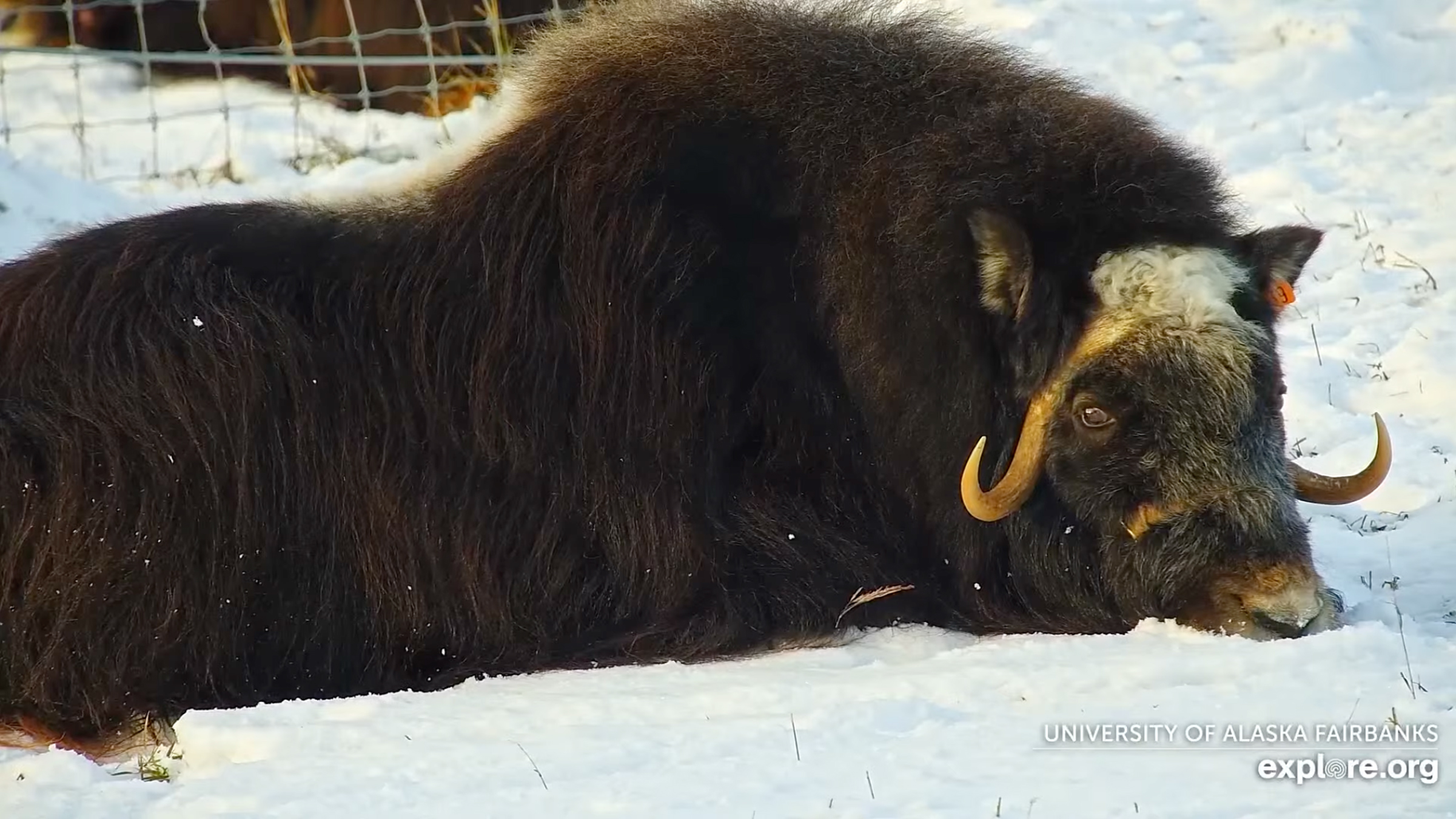 A screenshoot of muskox lying down in the snow, looking at the camera.