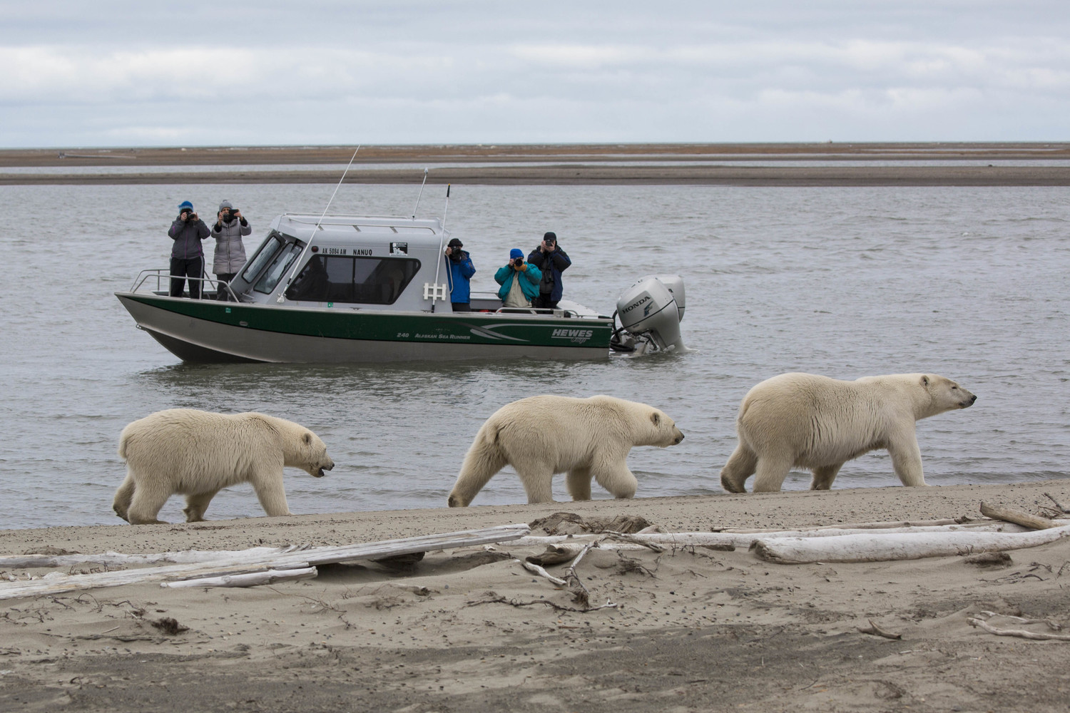 People on a boat watch polar bears walking on the shore