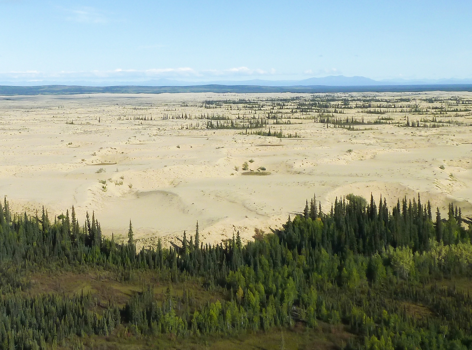 From a foreground of mixed spruce and birch forest, an expanse of yellow sand stretches away into the distance. Patches of spruce dot the sand dunes. Rolling hills and mountains rise on the far horizon under a blue sky.