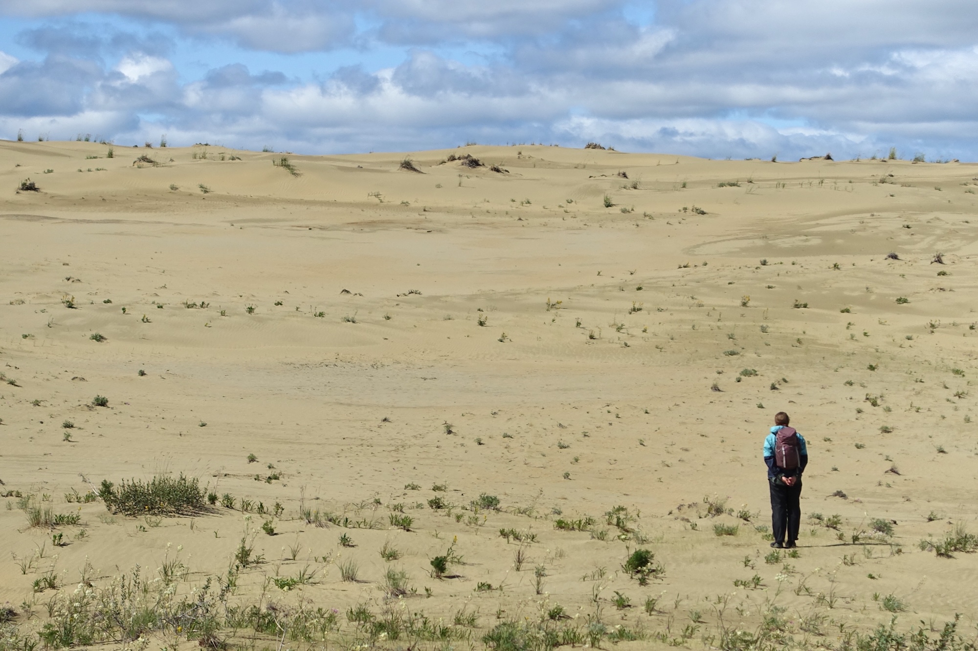 A person stands looking at an expanse of sand studded with small shrubs.