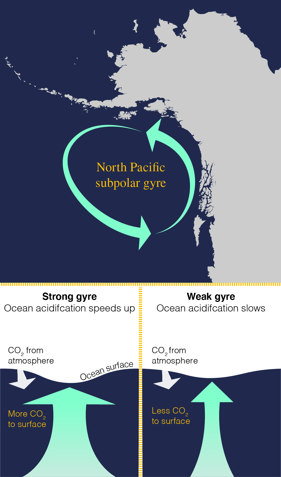 This graphic of the North Pacific subpolar gyre in the Gulf of Alaska shows how the strength of the gyre can speed or slow ocean acidification based on the amount of carbon dioxide brought to the surface of the ocean. 