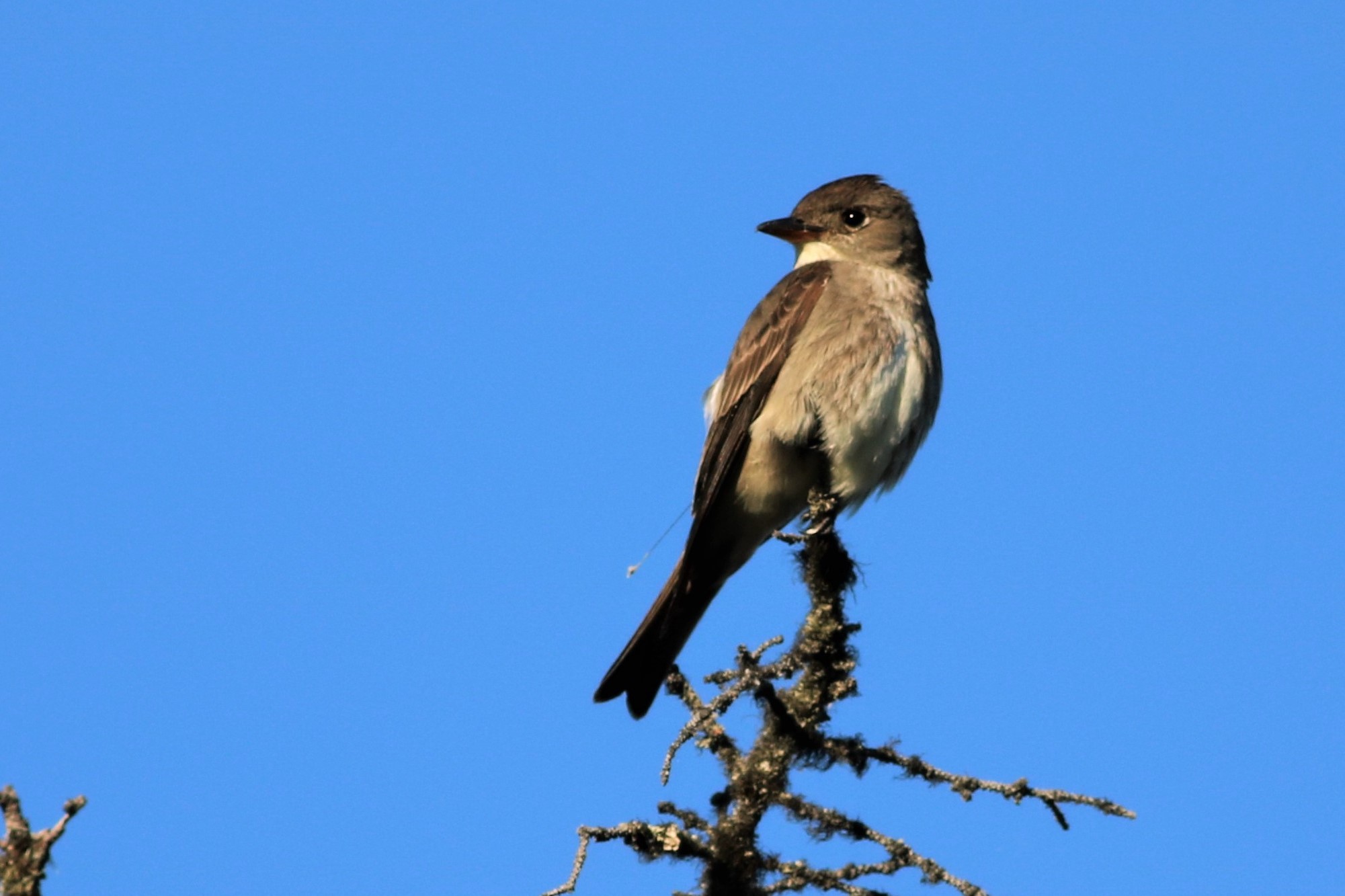 An olive-colored songbird sits on the top of a dead evergreen tree.