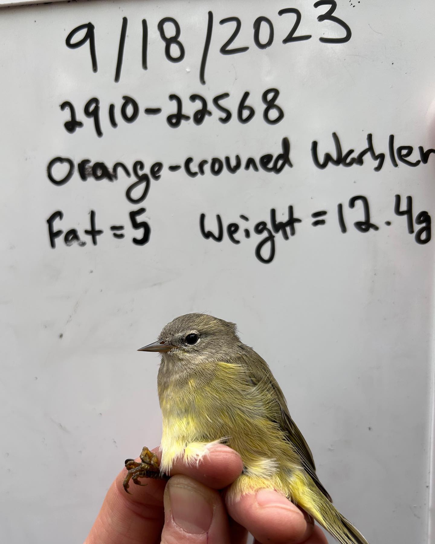 A yellow and olive bird sits on a person's hand. In the background, data about the bird is written on a whiteboard.