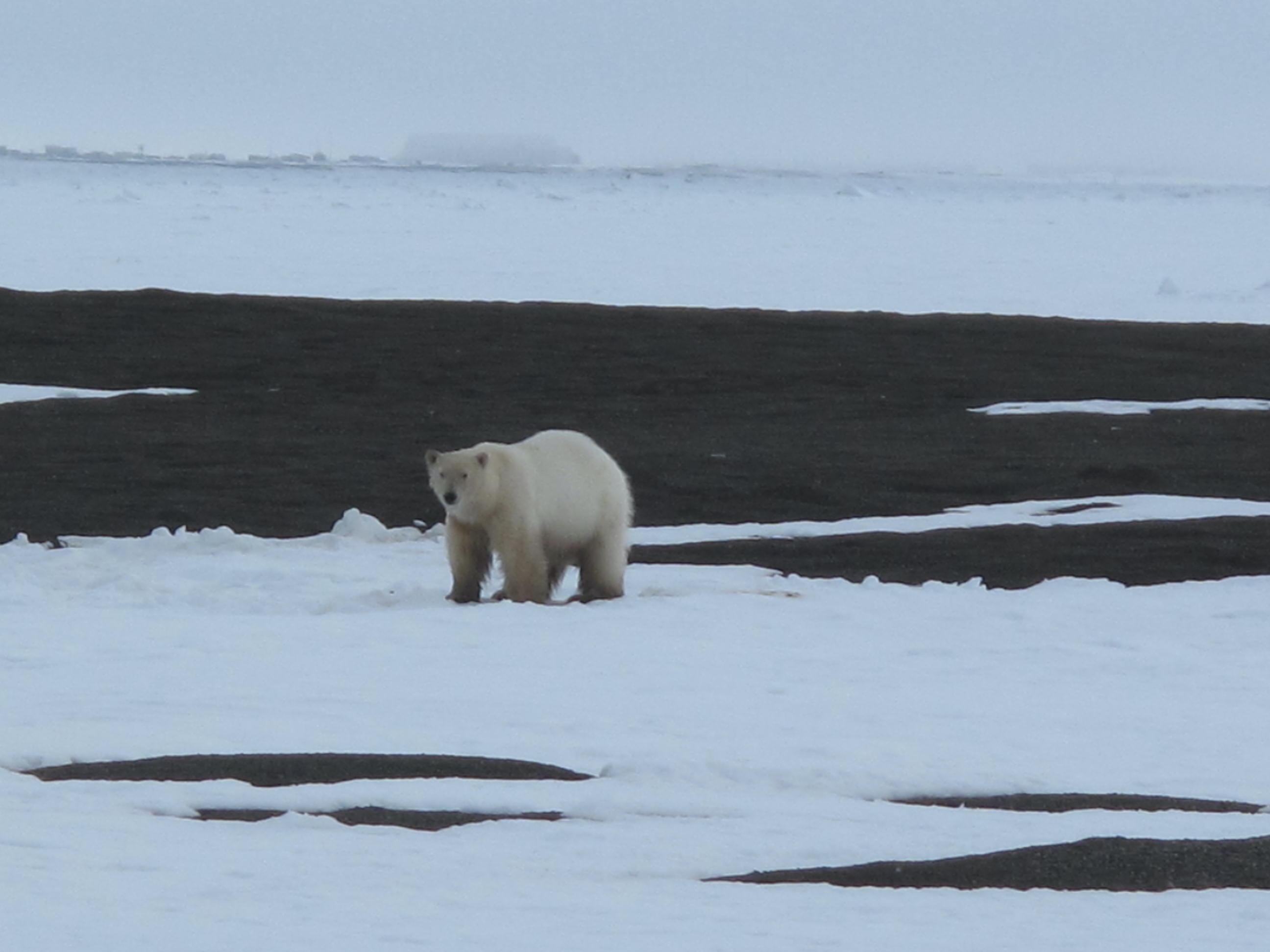 A polar bear walks across a patch of snow on a graveled area. Snow covers the landscape beyond the gravel, and a few buildings sit on the horizon.