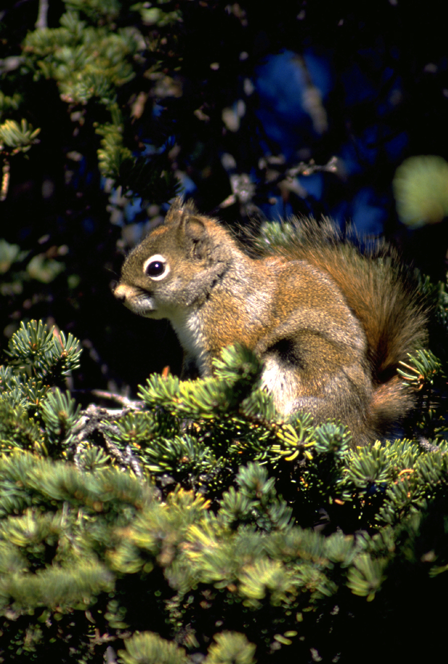 A squirrel illuminated by sunlight sits in dense spruce branches.