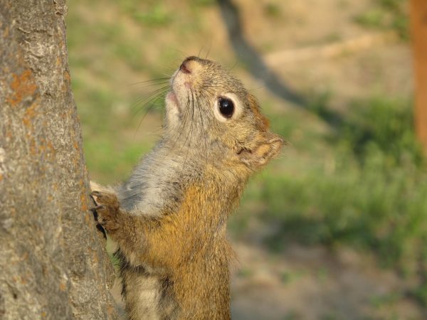 A red squirrel clings to the trunk of a tree.