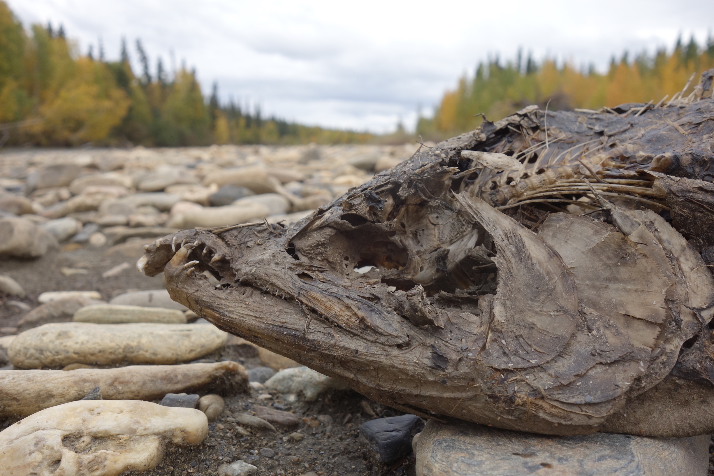 A salmon head at its final resting place on the upper Chena River