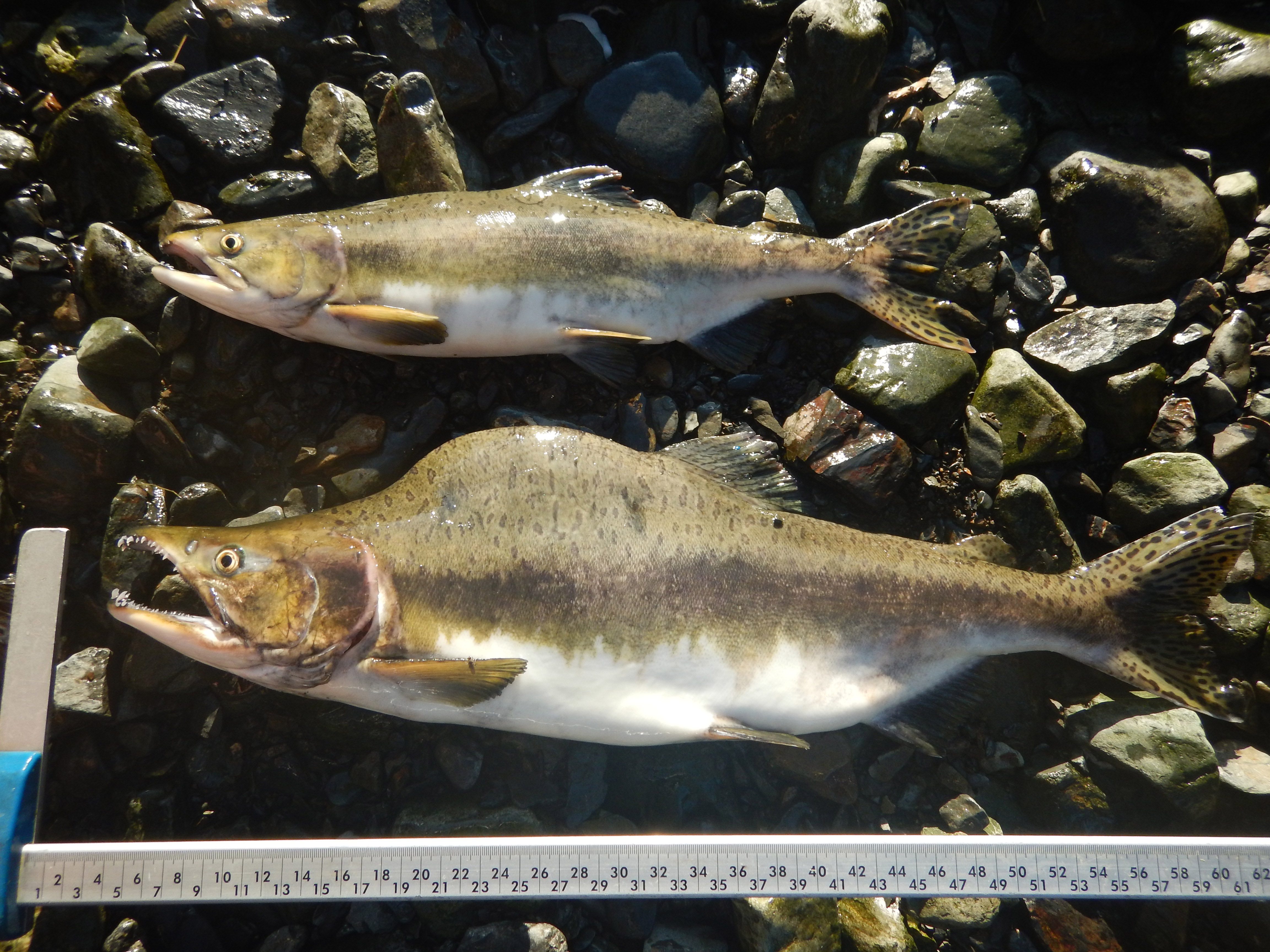 Differences between two male pink salmon highlight morphological diversity in the species.