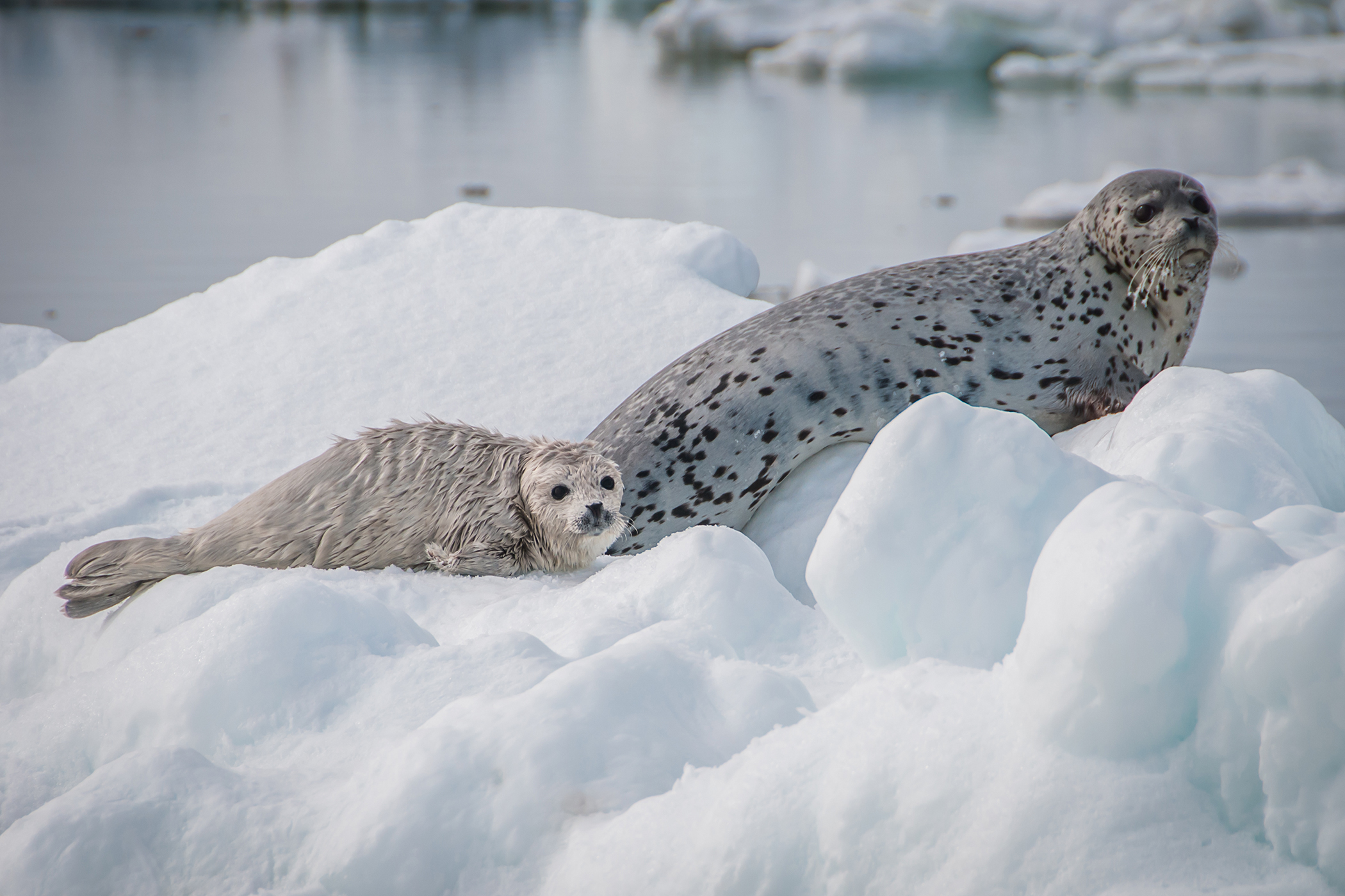 Spotted seals on the ice.