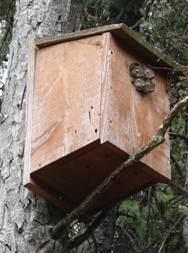 Four squirrels poke their heads in unison from the entry hole in a bird nest box made of boards and attached to a tree.