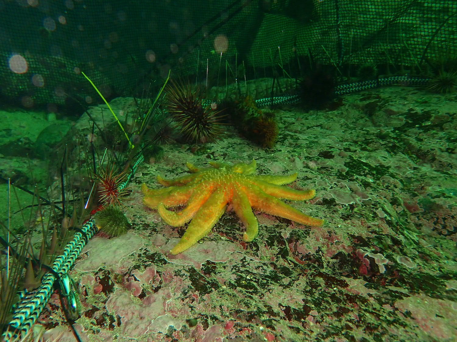 A yellow sea star with a dozen legs sits on a rock seafloor in an underwater pen. Several sea urchins — spherical creatures covered with spines — of different sizes and colors push up against a barrier of upright pins inside the pen.