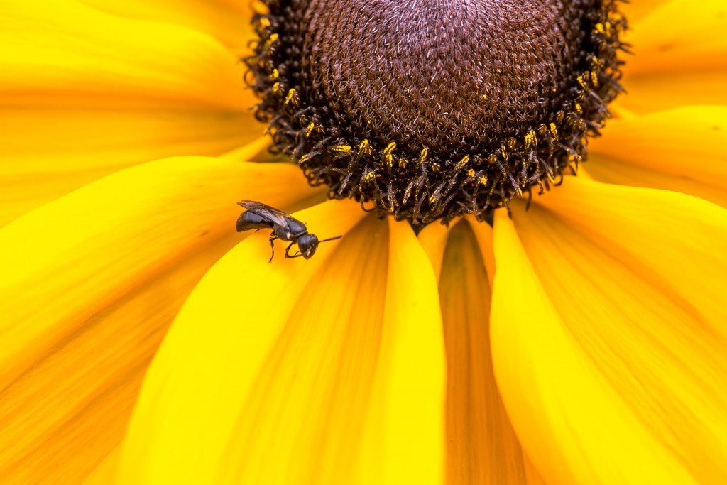 A close up of a sunflower with an insect on it