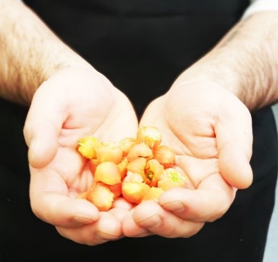 hands holding tomato pieces