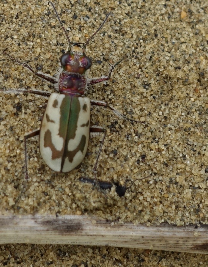 A red and green mottled beetle crosses sand.