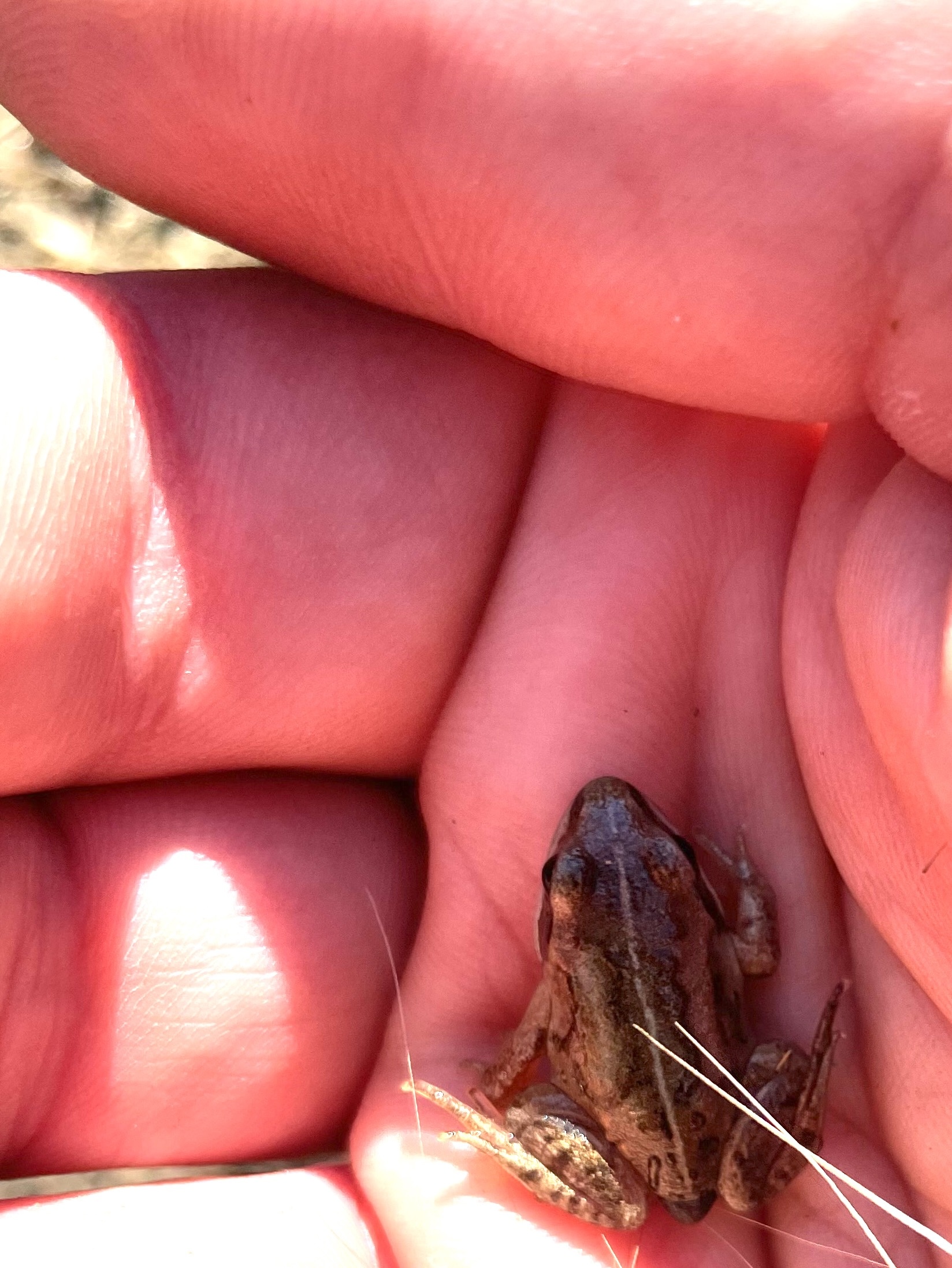 A frog sits in the palm of a person's hand.