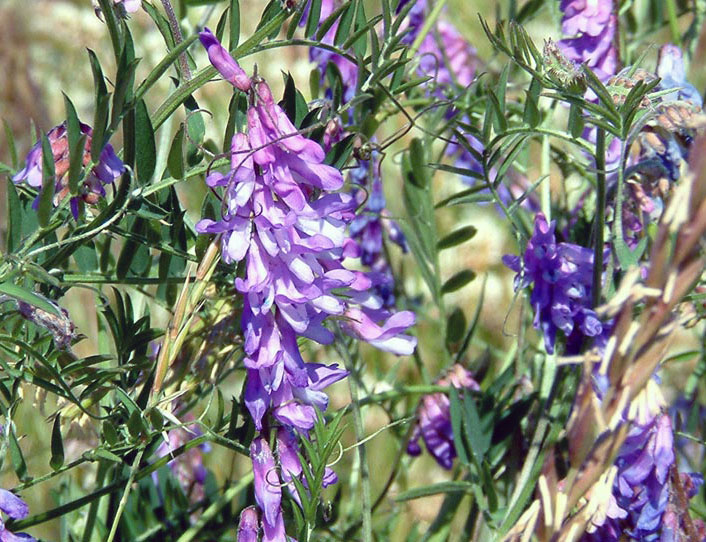 Bunches of purple vetch flowers hang from green pea-like vines. 