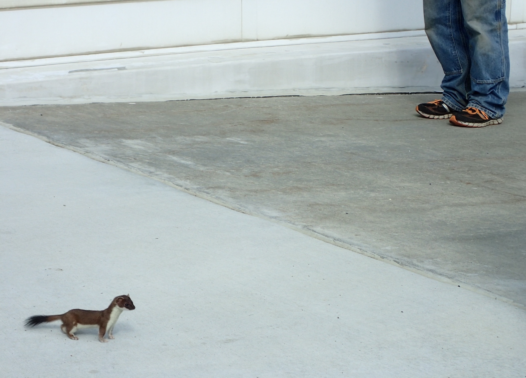 A weasel crosses a concrete area. A person's feet and lower legs are visible in the back right.