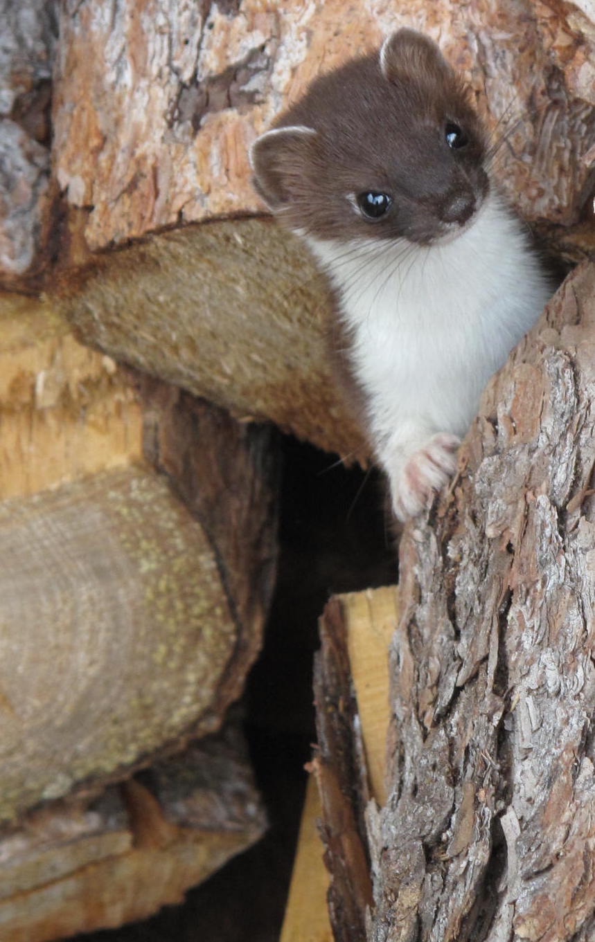 A brown and white weasel peers from between chunks of spruce firewood.