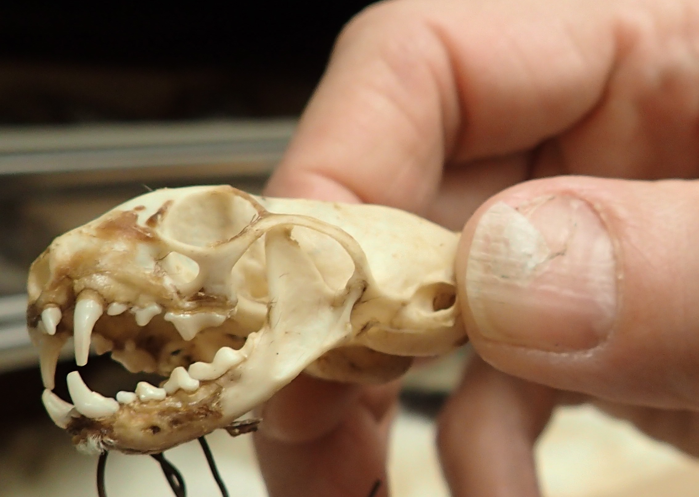 A person holds a toothy skull.