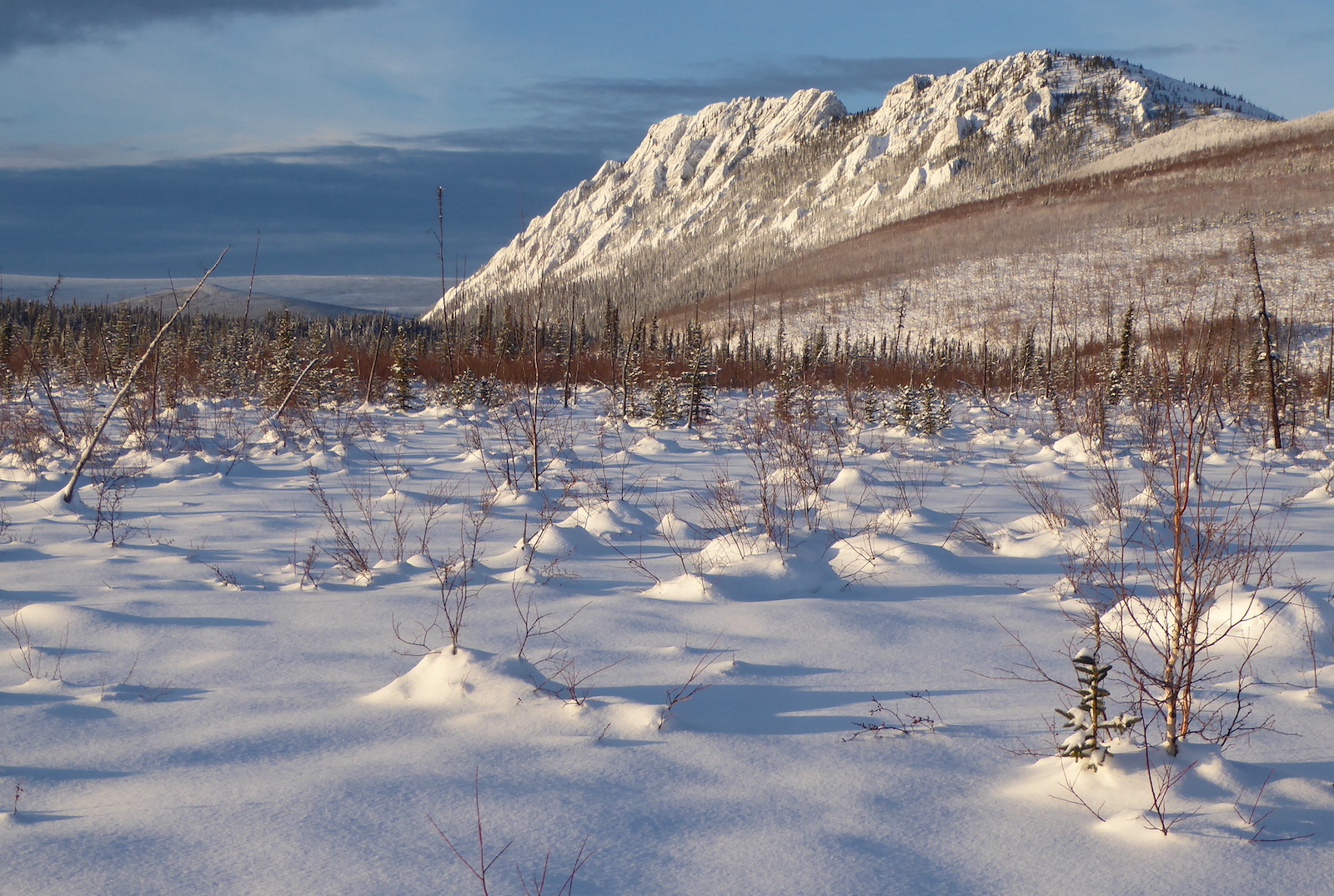 On a sunny day, a snow-laced rocky ridge rises above a foreground of snow and open forest of small shrubs and spruce.