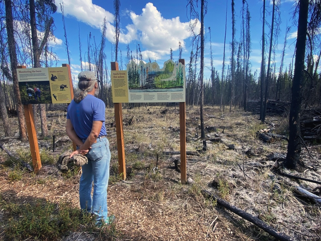 A person reads an interpretive sign at the site of a wildfire. 