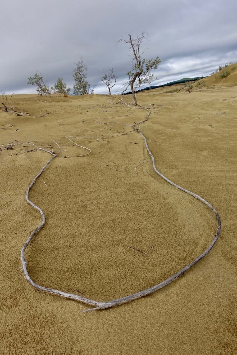 A root forms a u-shaped loop on sand.