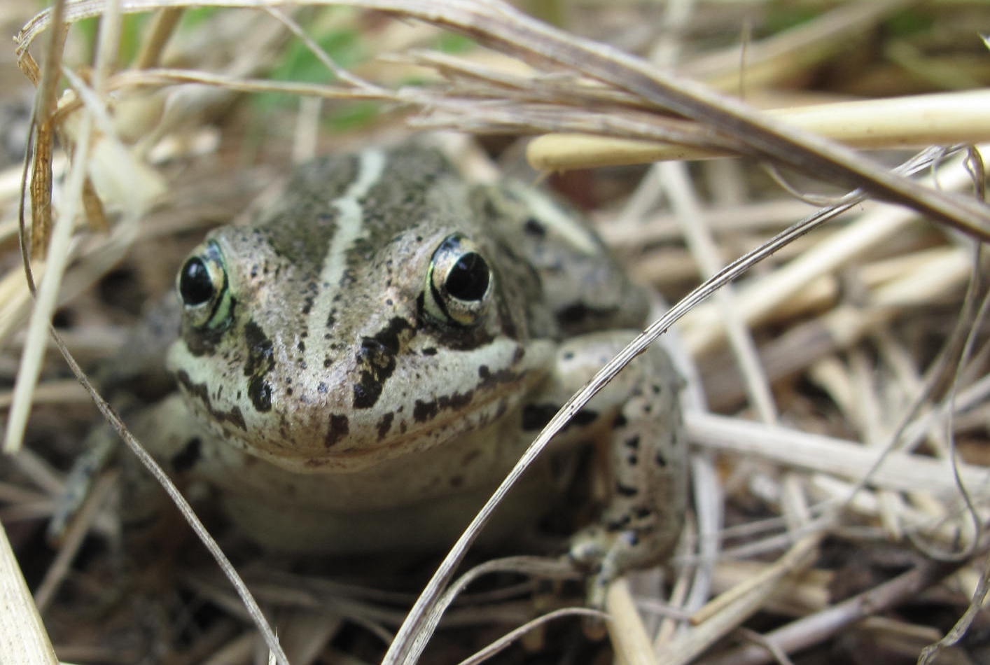 A mottled green frog with black spots sits in dry grass.