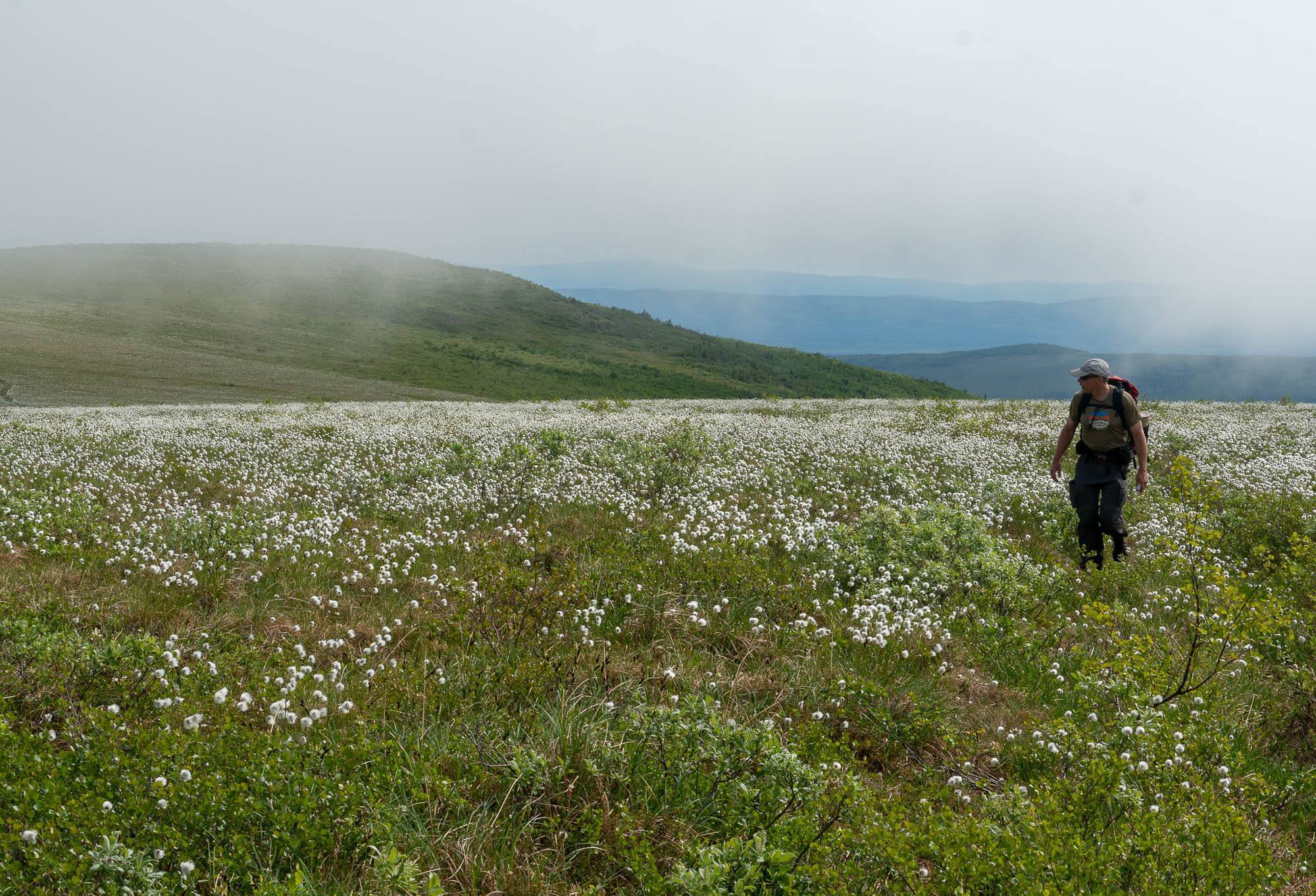 A man walks across a tundra field blanketed with cottongrass, which forms 2-inch balls of white fluff at the tops of its stalks. Blue hills in the distance are slightly obscured by fog in the sky.